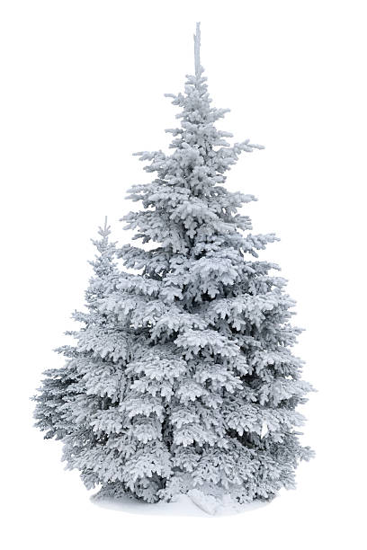istock Spruce covered with snow isolated on white 528910243
