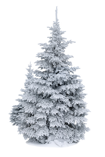 Spruce covered with snow isolated on white background, winter forest
