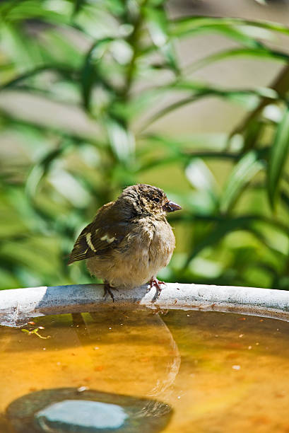 istock Young finch 528910451