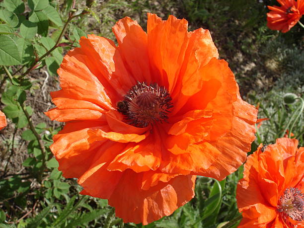 istock Lone red poppy flower with bee in a sunny day 528910482