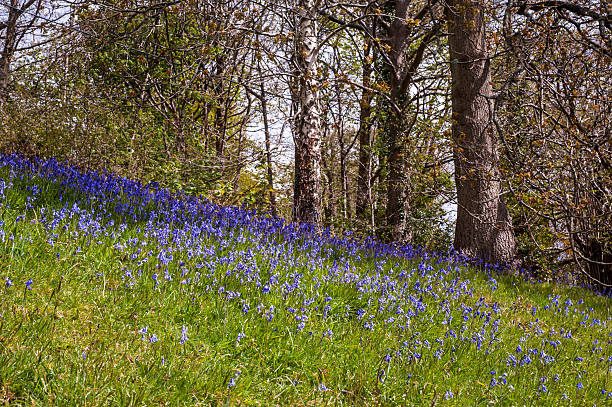 istock Blue flowers in the forest 528910500