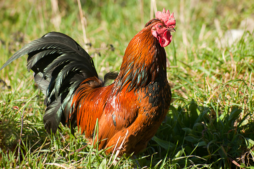 Close up view of beautiful rooster with colorful feathers on green field in the sunlight. Copy space on the right.