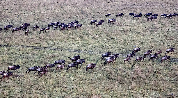 istock wildebeests cross the Masai Mara during the Great Migration 528910858