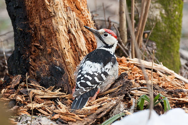 dendrocopos leucotos, biały-backed woodpecker. - dendrocopos zdjęcia i obrazy z banku zdjęć