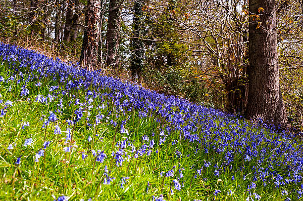 istock Blue flowers in the forest 528911366