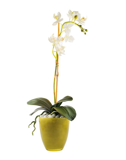 istock White orchidaceae orchid flower isolated 528911996