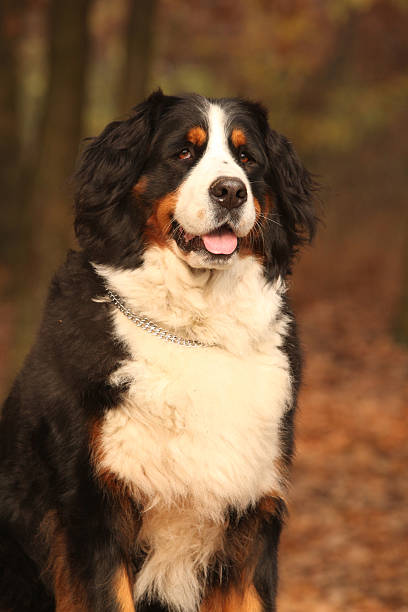 istock Beautiful bernese mountain dog sitting in autumn forest 528912652