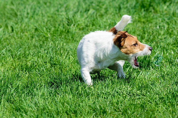 istock Funny dog playing and catching soap bubble 528912670
