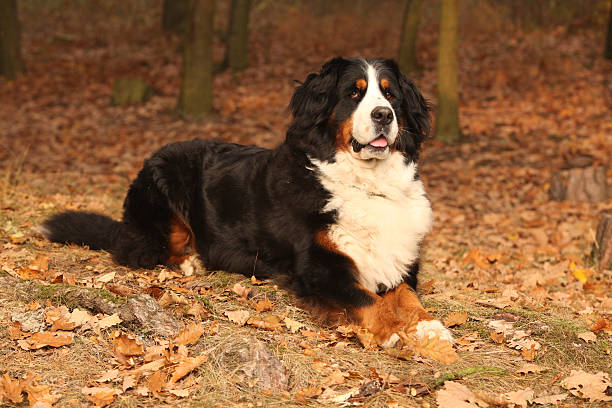 istock Amazing bernese mountain dog lying in autumn forest 528912712