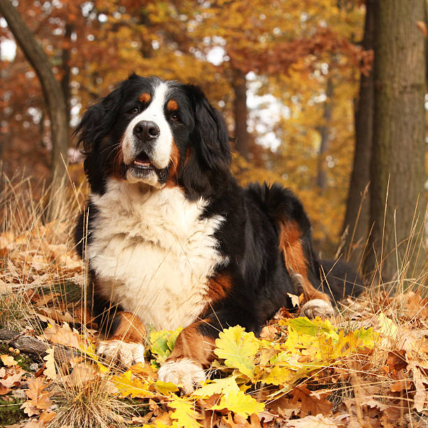 istock Amazing bernese mountain dog lying in autumn forest 528912870