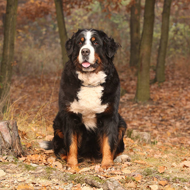 istock Beautiful bernese mountain dog sitting in autumn forest 528913064