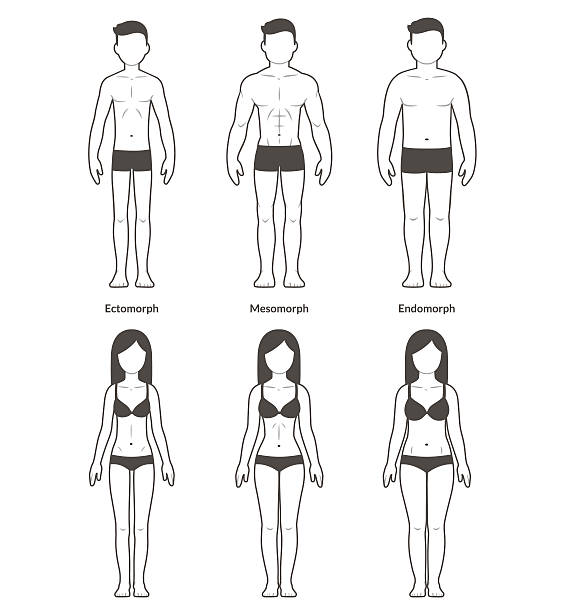 illustrazioni stock, clip art, cartoni animati e icone di tendenza di uomo e donna corpo tipo - body building human muscle male body