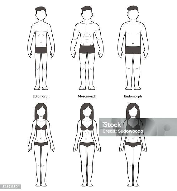 Male And Female Body Types Stock Illustration - Download Image Now - The Human Body, Female Likeness, Male Likeness