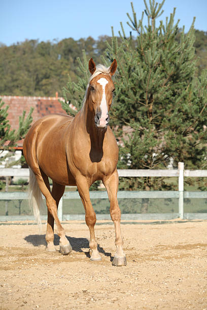 istock Amazing palomino warmblood running 528913532