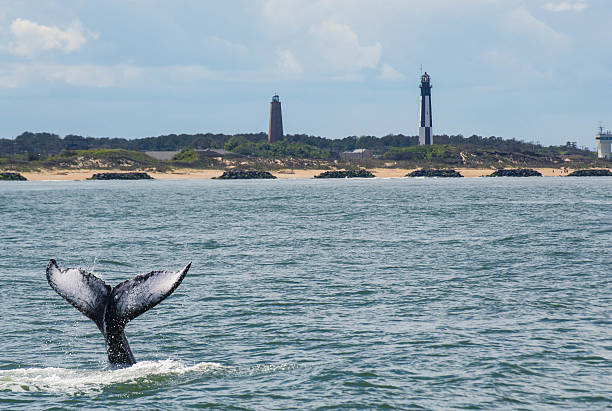 Waving Hello Whale of Virginia Beach whale photos stock pictures, royalty-free photos & images