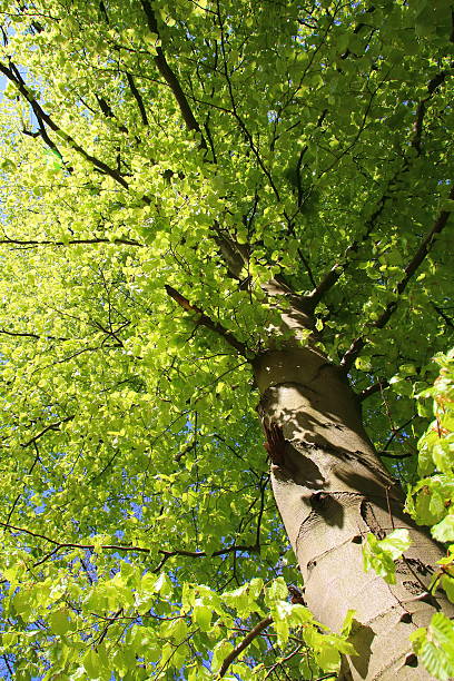 istock Light green colour of spring forest low angle 528914554