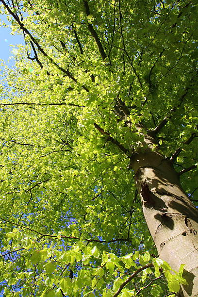 istock Light green colour of spring forest low angle 528914658