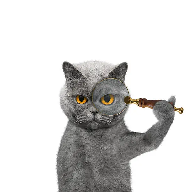 Cat looking through a magnifying glass loup -- isolated on white
