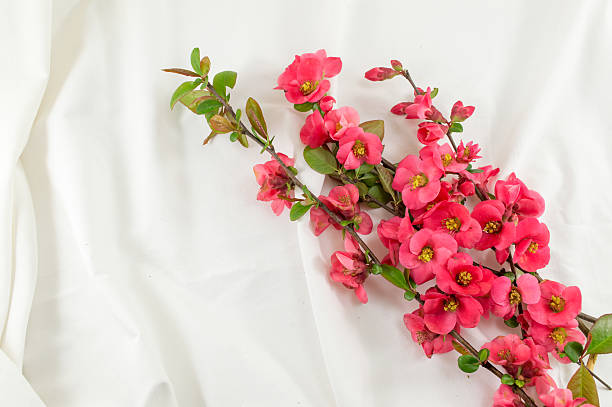 istock Rosa rugosa flowers on white fabric 528915346