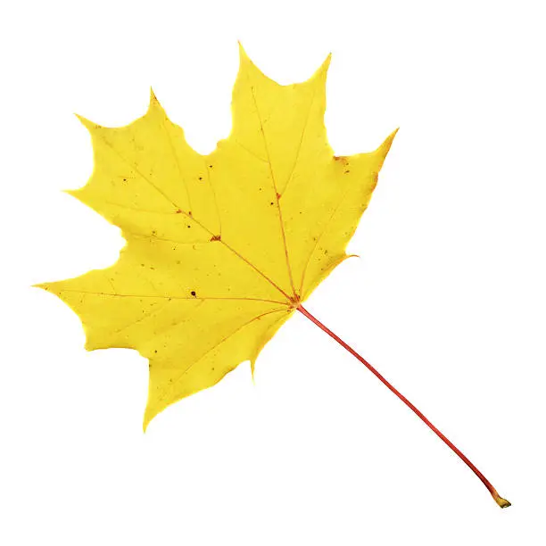 Autumn yellow maple-leaf isolated over white background