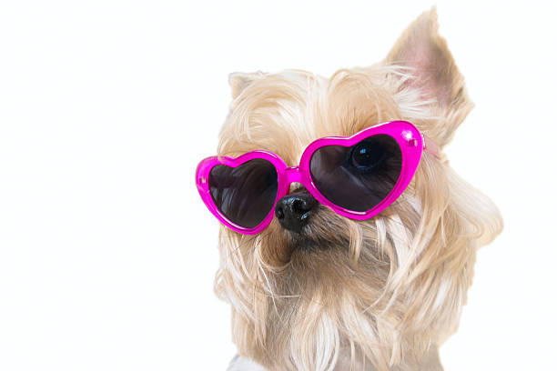 Dog with heart shaped sunglasses Dog with heart shaped sunglasses isolated on a white background heart shape valentines day fur pink stock pictures, royalty-free photos & images