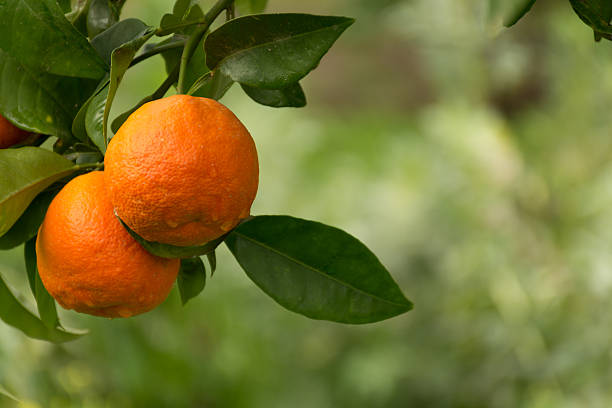 istock Mandarin orange tree with ripe mandarin fruit 528917222