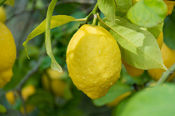 istock Fresh ripe lemons hanging on a tree 528917588