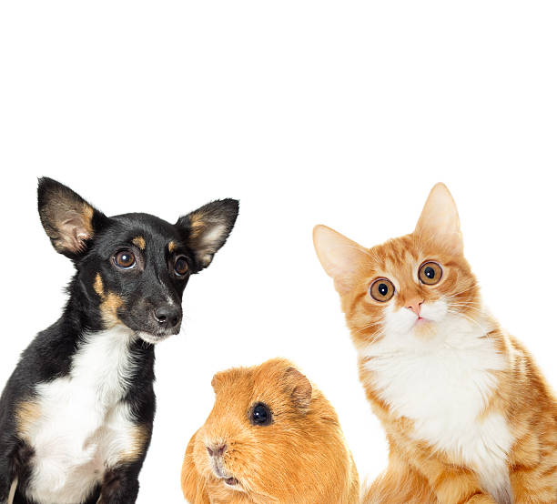 istock Puppy and kitten watching 528918076