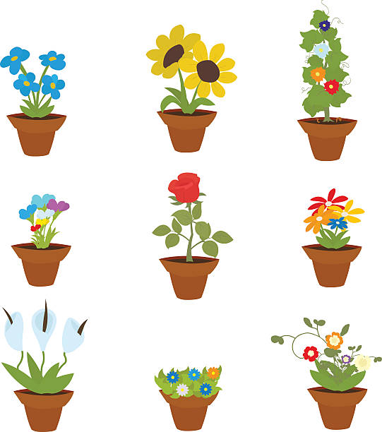 spring flowers in pots - daffodil flower yellow vase stock illustrations