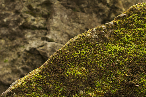 Green moss on the stone . Closeup shot