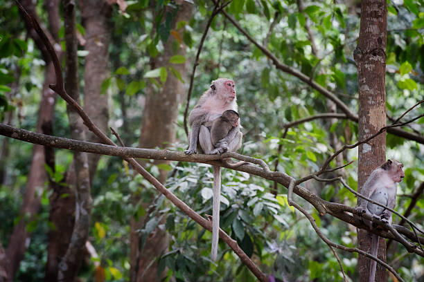 istock Rhesus Macaque mother and newborn Monkey in the trees 528920862