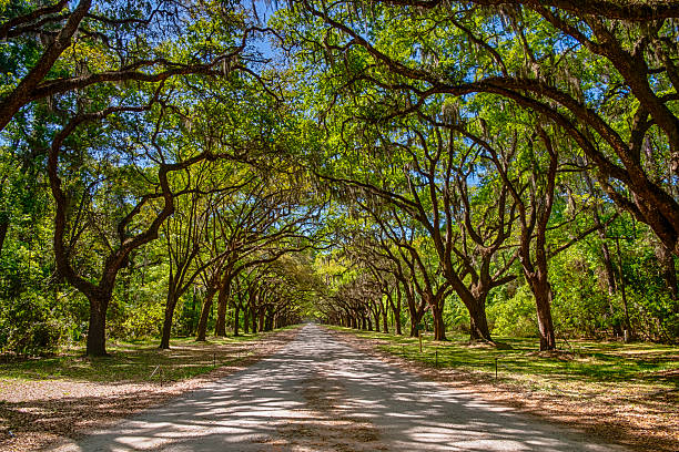 istock Canopy of old live oak trees draped in spanish moss. 528921014