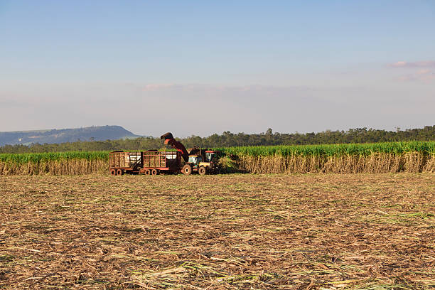 istock Sugar cane - Tractor and combine harvesting sugar cane plantation 528921366