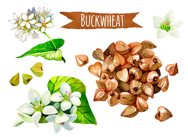Buckwheat, watercolor set, vector clipping paths included Buckwheat, hand-painted watercolor set, vector clipping paths included buckwheat stock illustrations