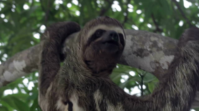 Brown Throated, Three-Toed Sloth, Peruvian Amazon, Peru