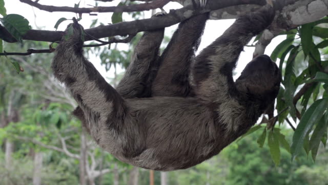 Brown Throated, Three-Toed Sloth, Peruvian Amazon, Peru