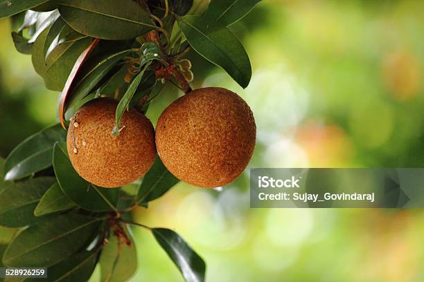 Sapota Stock Photo - Download Image Now - Sapodilla Fruit, Brown, Farm