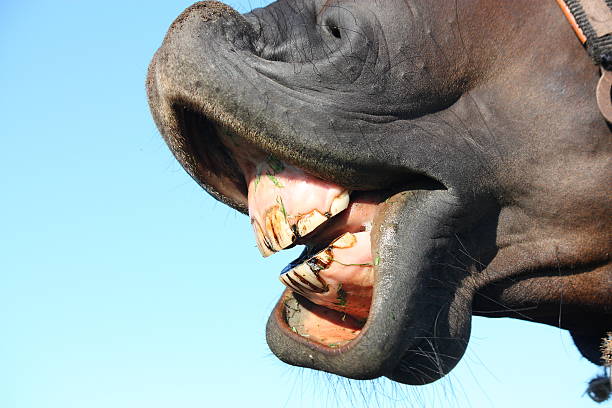 Horse funny face