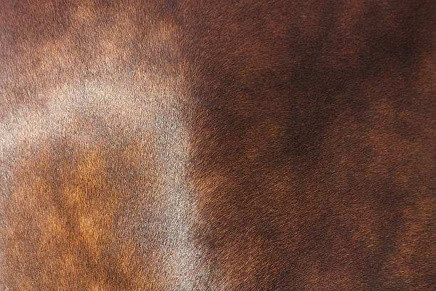 istock Close up of horse coat 528926323