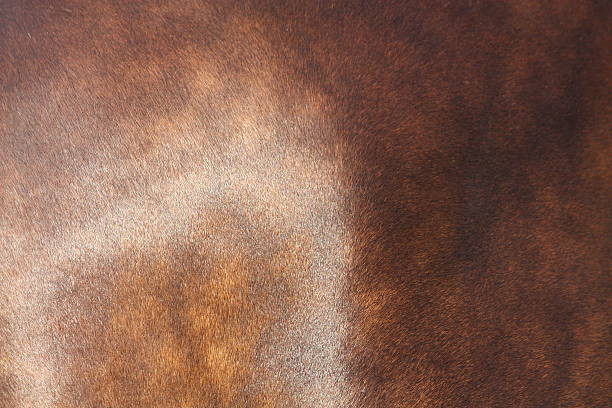istock Close up of horse coat 528926325