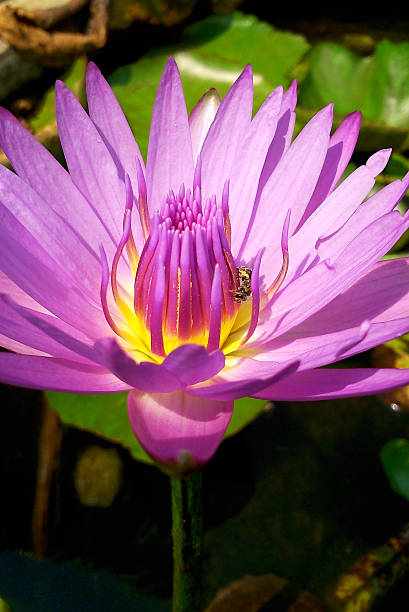 istock Purple Lotus in pond 528926345
