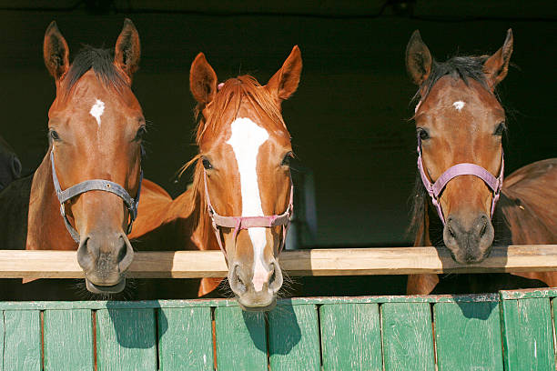 istock Warm blood purebred mares looking over the barn door 528926667