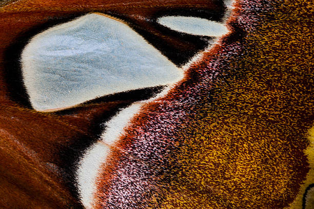 istock Beauty patterns of butterfly wings, Macro style 528926669