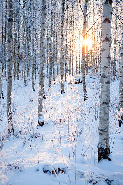 istock Snowy birch forest and sun light 528927349
