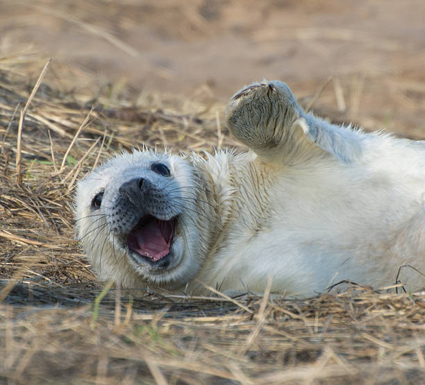 weiße flauschige seehundjunges an donna nook winken und lächeln - donna nook stock-fotos und bilder