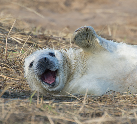 A day old, extremely cute, white fluffy seal pup, born on the beach at Donna Nook, on the Lincolnshire coast of England. The young seals have fur for only 3 weeks. It then moults, and becomes streamline for swimming.