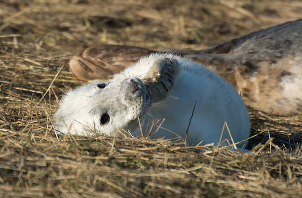 istock White fluffy seal pup at Donna Nook 528928591