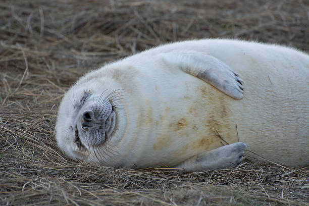 istock White fluffy seal pup at Donna Nook 528928597