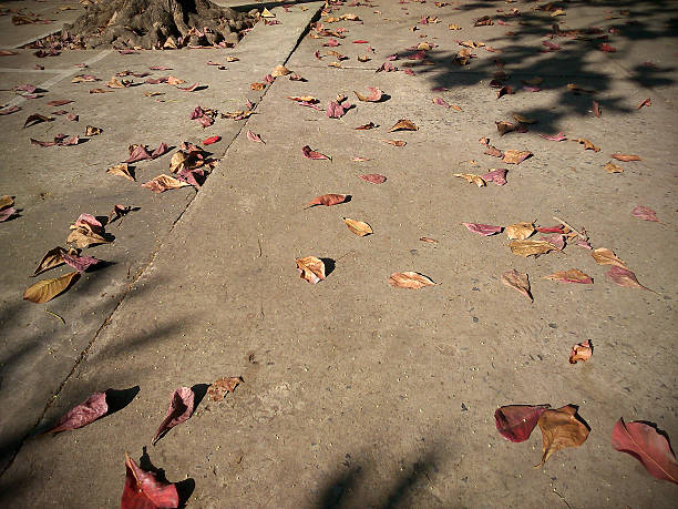istock brown leaves fall on the ground, winter season 528929073
