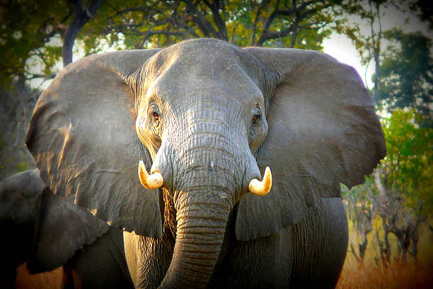 istock African elephant walks through the grass in Okavango delta, Botswana. 528929513